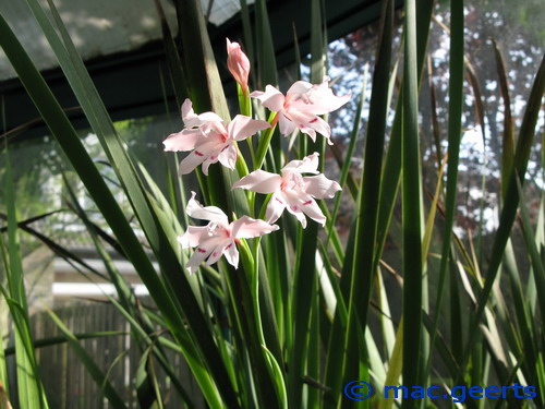 Gladiolus carneus